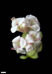 Veronica quadrifaria. Female flowers. Scale = 1 mm.
 Image: W.M. Malcolm © Te Papa CC-BY-NC 3.0 NZ